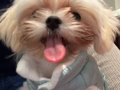 -翊宠yipet猫狗购宠庄园犬舍•猫舍