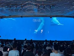 -海合安成都极地海洋公园