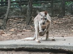 -清迈夜间动物园