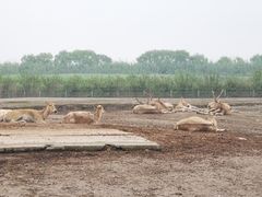 -宁波杭州湾国家湿地公园