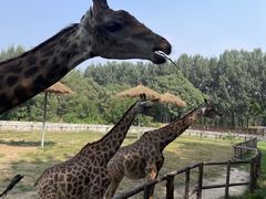 -北京野生动物园