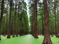 -渌洋湖湿地公园