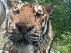 -栾川竹海野生动物园