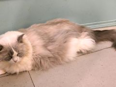 -安格丽娜·狗咖·猫咖羊驼咖(春熙路百盛商场店)