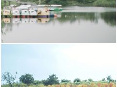-杭州湾海上花田景区