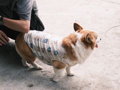 -杨家堂村
