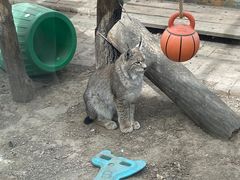 -青藏高原野生动物园