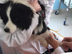 -瑞派福兴宠物医院犬猫全科·骨科·中西医结合(河东店)