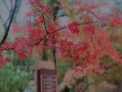 -南宋胡记(杭州灵隐寺店)