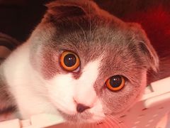 -瑞派福兴宠物医院犬猫全科·骨科·中西医结合(河东店)