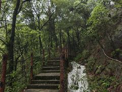 -铁山坪森林公园