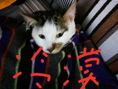 -艾贝尔宠物诊疗