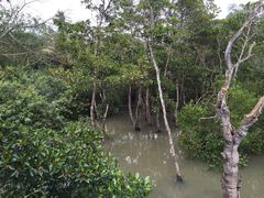 红树-东寨港红树林旅游区