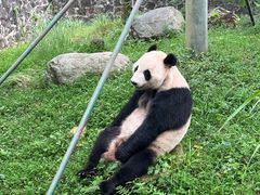 -都江堰中华大熊猫苑