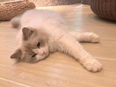 -momokira米努特·德文卷毛猫·棉花面纱犬
