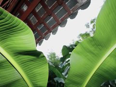 -秋霞圃