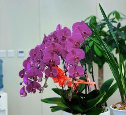 -圣嘉新医疗美容医院