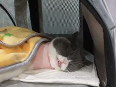 -纳吉亚猫专科动物医院·北北分院