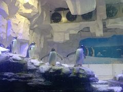 -华夏文旅海洋公园