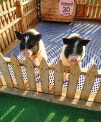 -萌宠亲子动物乐园(槐房万达店)