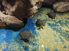 -邯郸海洋世界