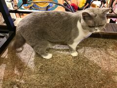 -more than meow吴止猫主题餐厅(承德 中船汇店)