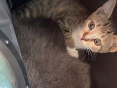 -佳雯宠物医院·皮肤科·内外科(春晓路分院)