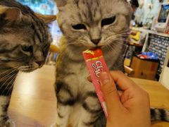 -平行世界·猫咖(首经贸店)