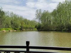 -合肥滨湖国家森林公园