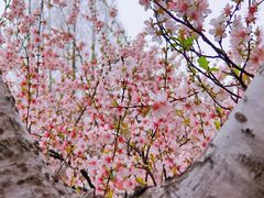 -高东镇樱花园