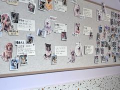 -毛绒耶耶撸宠馆·猫咖·狗咖·荷兰猪咖