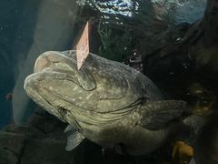 -上海海洋水族馆