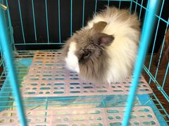 -志龙皇冠吃货椰子铺