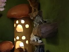 -猫猫幼稚园·撸猫·桌游·电玩