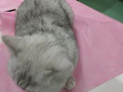 -北京观赏动物医院·24小时大型综合·猫专科·异宠专科