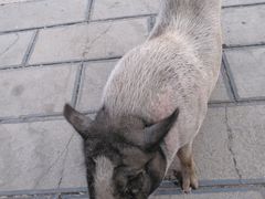 -高荡千年布依古寨旅游景区