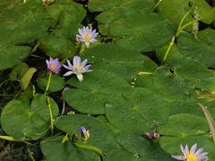 -国家植物园南园