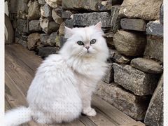 -喵屿·大理花园猫咖