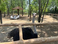 -大连森林动物园