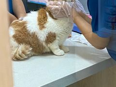 -四月宠物医院·猫专科·心脏专科·内科(转塘店)