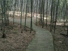 -广州市石门国家森林公园