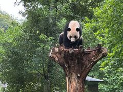 -都江堰中华大熊猫苑