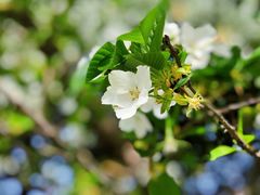 -西北湖绿化广场