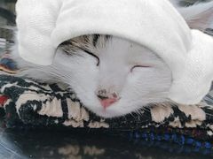 -申普宠物医院·心脏介入·心血管微创(总院)