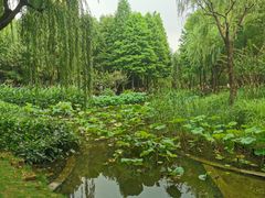 -陈家山荷花公园