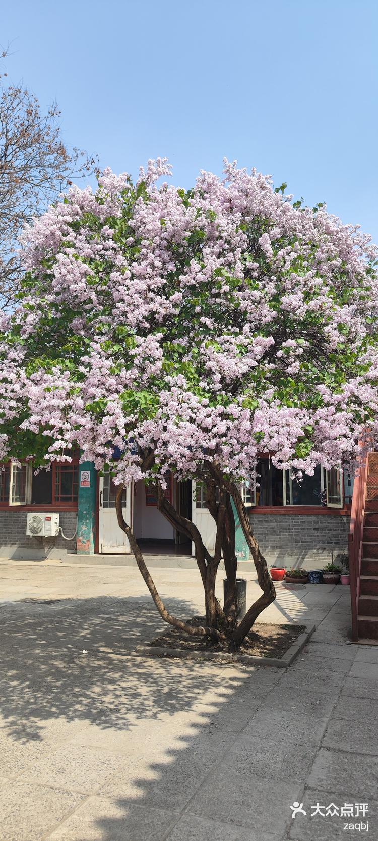 最美的丁香花树