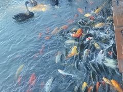 -白洋淀景区