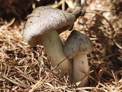 -塞罕坝国家级自然保护区