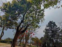 -铁山坪森林公园