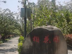-高东镇樱花园